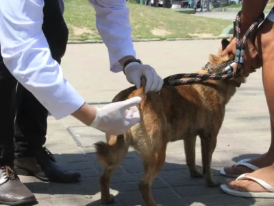 Tutor segura cão em fila de vacinação antirrábica em São Gonçalo