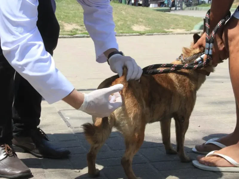 Tutor segura cão em fila de vacinação antirrábica em São Gonçalo