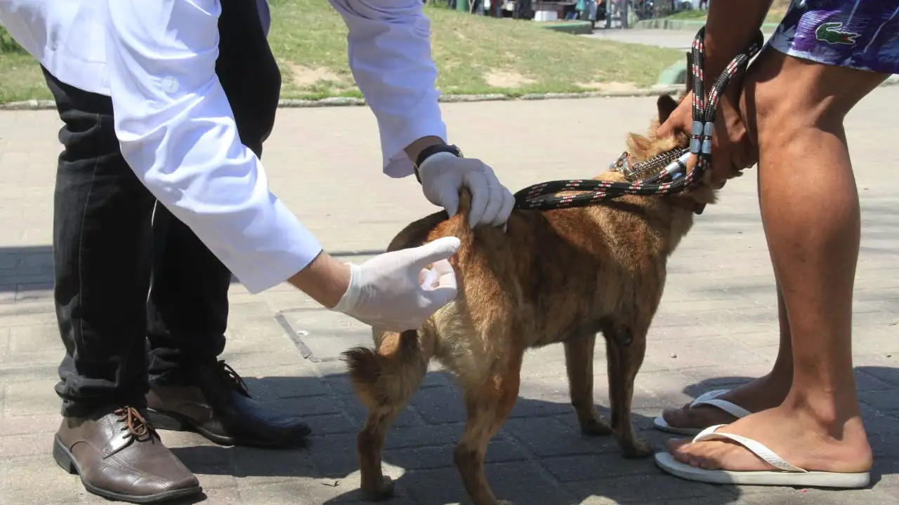 Tutor segura cão em fila de vacinação antirrábica em São Gonçalo