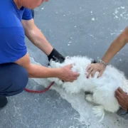 Cão sendo vacinado contra a raiva durante campanha antirrábica em São Gonçalo