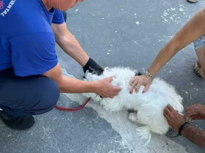 Cão sendo vacinado contra a raiva durante campanha antirrábica em São Gonçalo