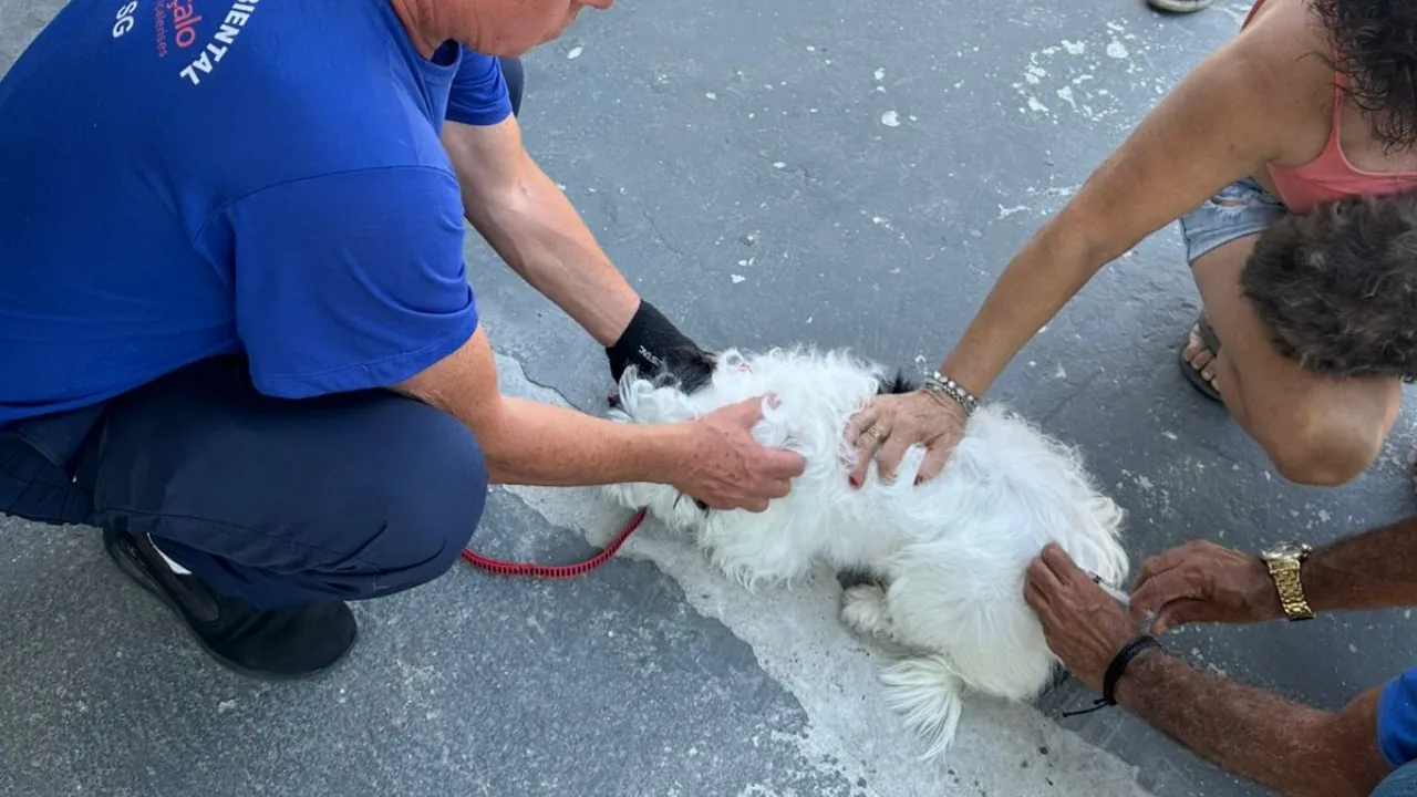 Cão sendo vacinado contra a raiva durante campanha antirrábica em São Gonçalo