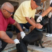 Cão recebe vacina contra a raiva durante campanha antirrábica em São Gonçalo