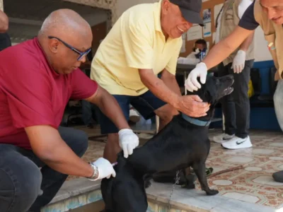 Cão recebe vacina contra a raiva durante campanha antirrábica em São Gonçalo