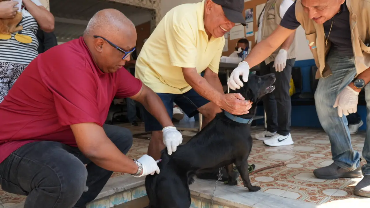 Cão recebe vacina contra a raiva durante campanha antirrábica em São Gonçalo