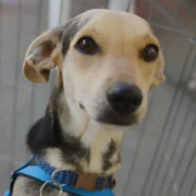 Cães e gatos disponíveis para adoção em campanha de Maricá