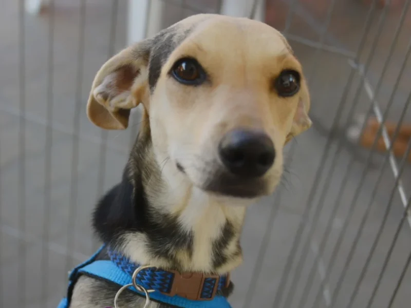 Cães e gatos disponíveis para adoção em campanha de Maricá