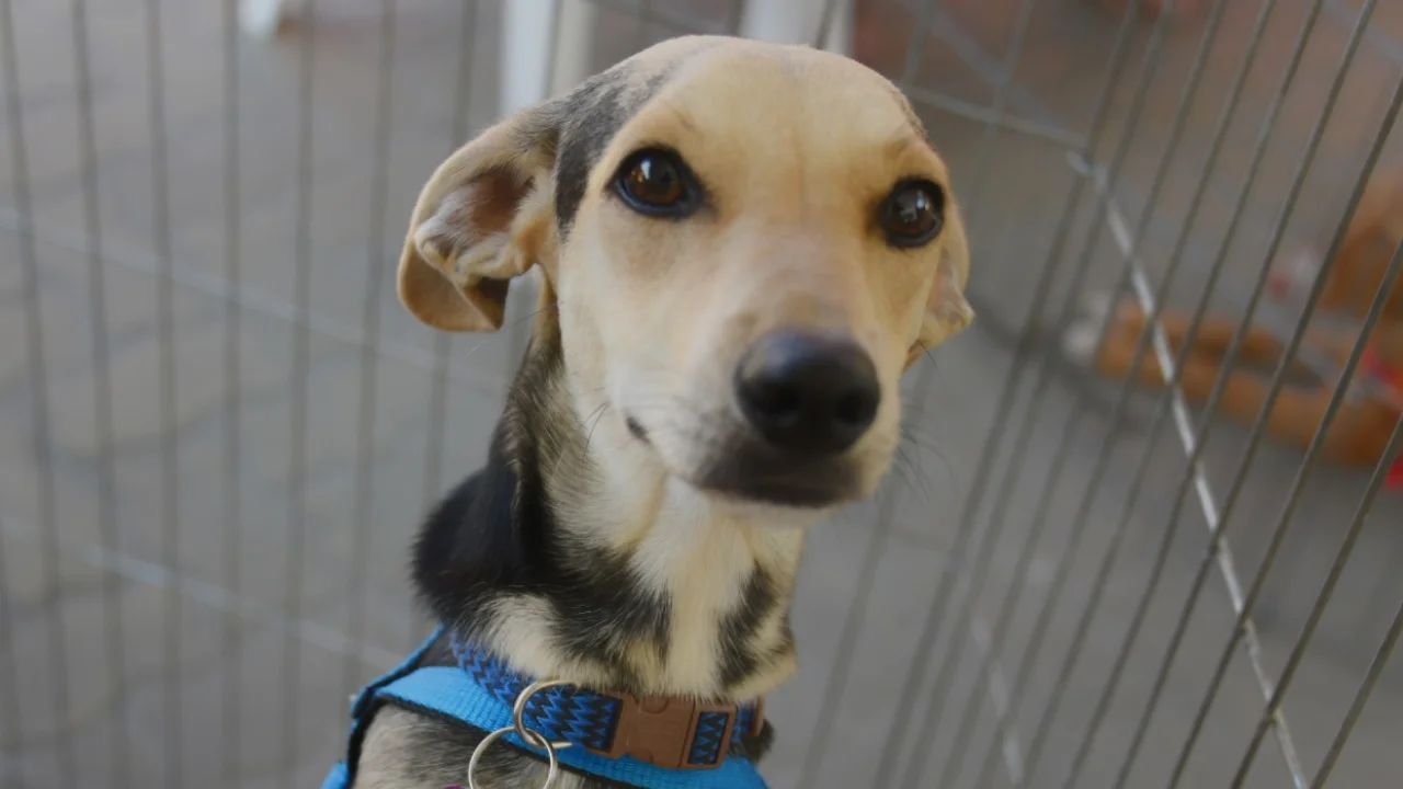 Cães e gatos disponíveis para adoção em campanha de Maricá