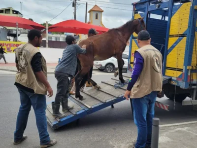 Cavalo é colocado em caminhão após apreensão em São Gonçalo