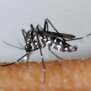 Mosquito Aedes aegypti, transmissor da dengue, em superfície clara