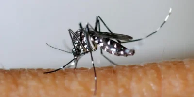 Mosquito Aedes aegypti, transmissor da dengue, em superfície clara