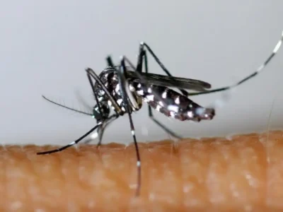 Mosquito Aedes aegypti, transmissor da dengue, em superfície clara