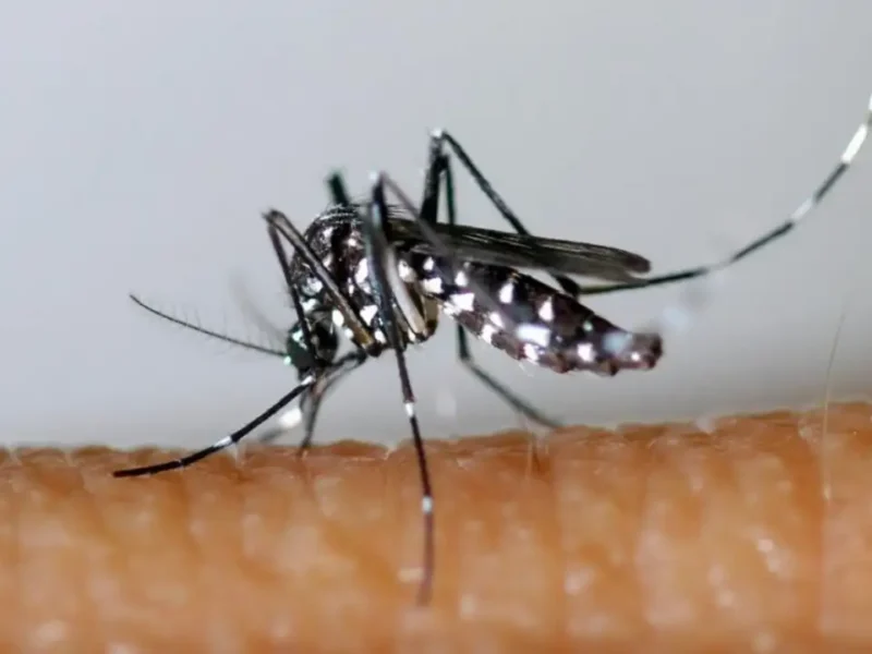 Mosquito Aedes aegypti, transmissor da dengue, em superfície clara