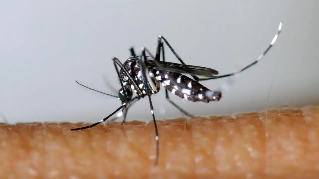 Mosquito Aedes aegypti, transmissor da dengue, em superfície clara