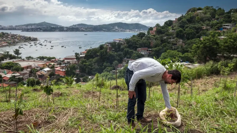 Homem realiza plantio de muda em área verde de Niterói com a Baía de Guanabara ao fundo