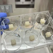Scaffolds ósseos impressos em 3D em laboratório