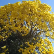 Ipê-amarelo florido sob céu azul; primavera de 2026 começa nesta terça-feira