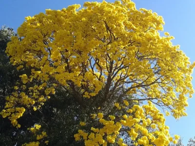 Ipê-amarelo florido sob céu azul; primavera de 2026 começa nesta terça-feira