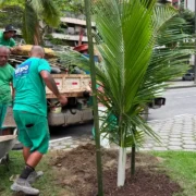 Equipe realiza plantio de árvore em São Conrado durante ação do programa Planta+Rio