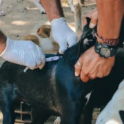 Cão recebe vacinação antirrábica durante campanha em Itaboraí