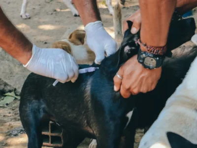 Cão recebe vacinação antirrábica durante campanha em Itaboraí