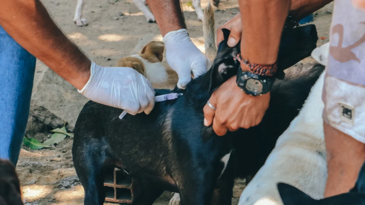 Cão recebe vacinação antirrábica durante campanha em Itaboraí