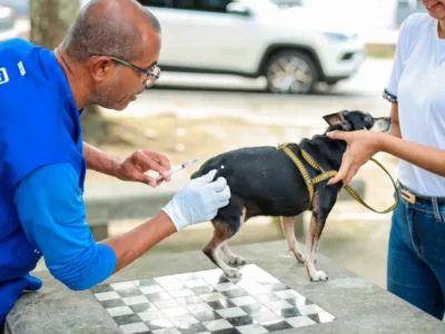 Cão recebe vacina contra a raiva durante campanha antirrábica em Itaboraí