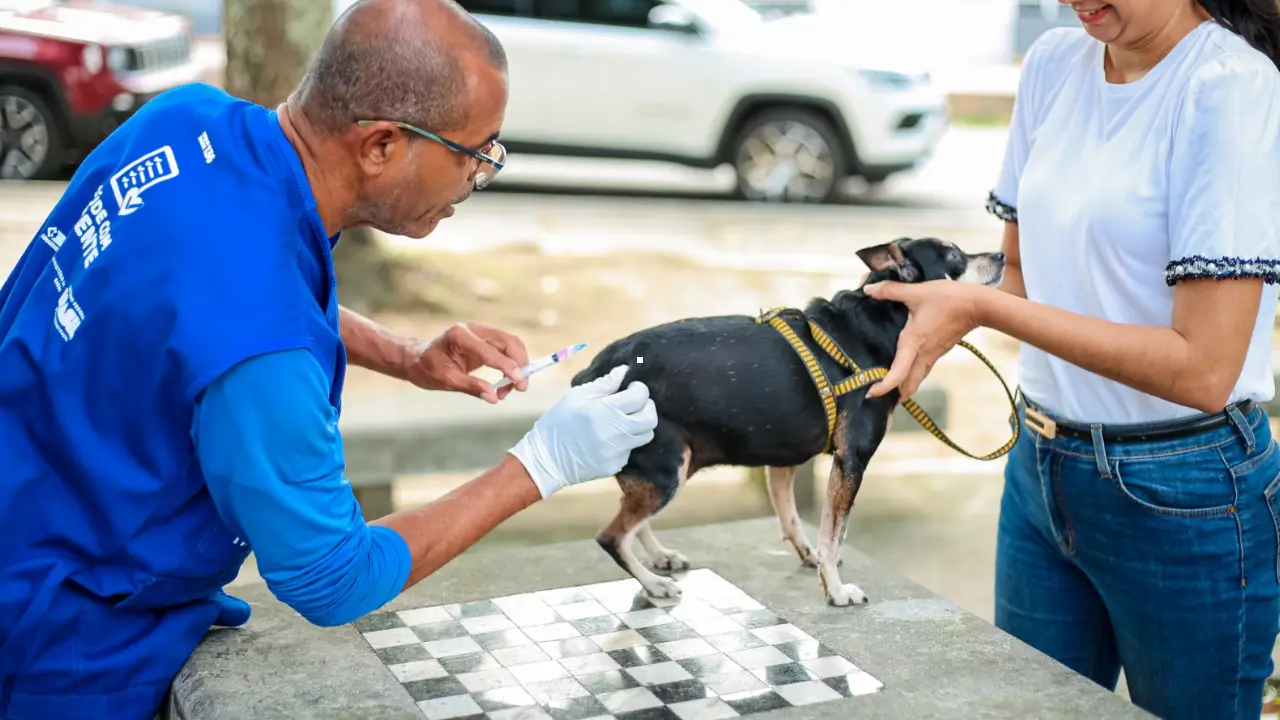 Cão recebe vacina contra a raiva durante campanha antirrábica em Itaboraí
