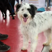 Cão recebe vacina antirrábica durante campanha de vacinação animal em Maricá