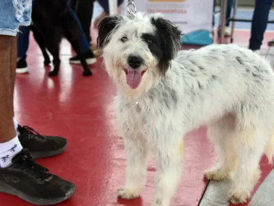 Cão recebe vacina antirrábica durante campanha de vacinação animal em Maricá