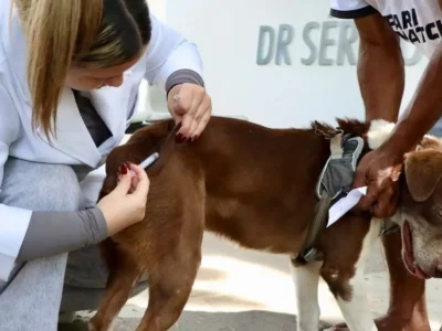 Cão e gato em campanha de vacinação antirrábica animal