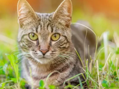 Gato de pelagem tigrada cinza e marrom, com olhos amarelo-esverdeados, deitado sobre a grama e olhando diretamente para a câmera.