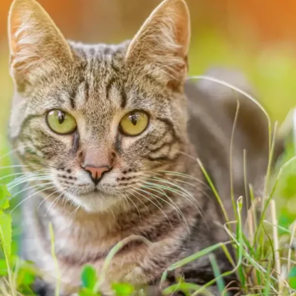 Gato de pelagem tigrada cinza e marrom, com olhos amarelo-esverdeados, deitado sobre a grama e olhando diretamente para a câmera.
