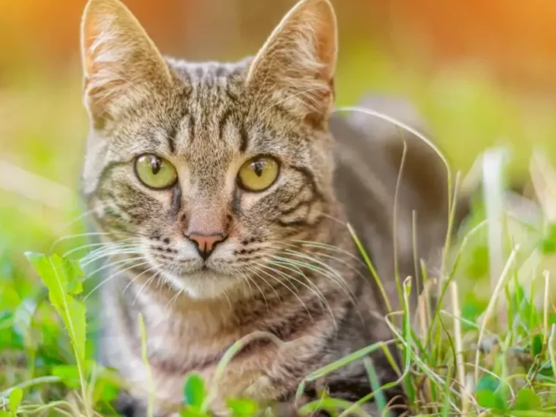 Gato de pelagem tigrada cinza e marrom, com olhos amarelo-esverdeados, deitado sobre a grama e olhando diretamente para a câmera.