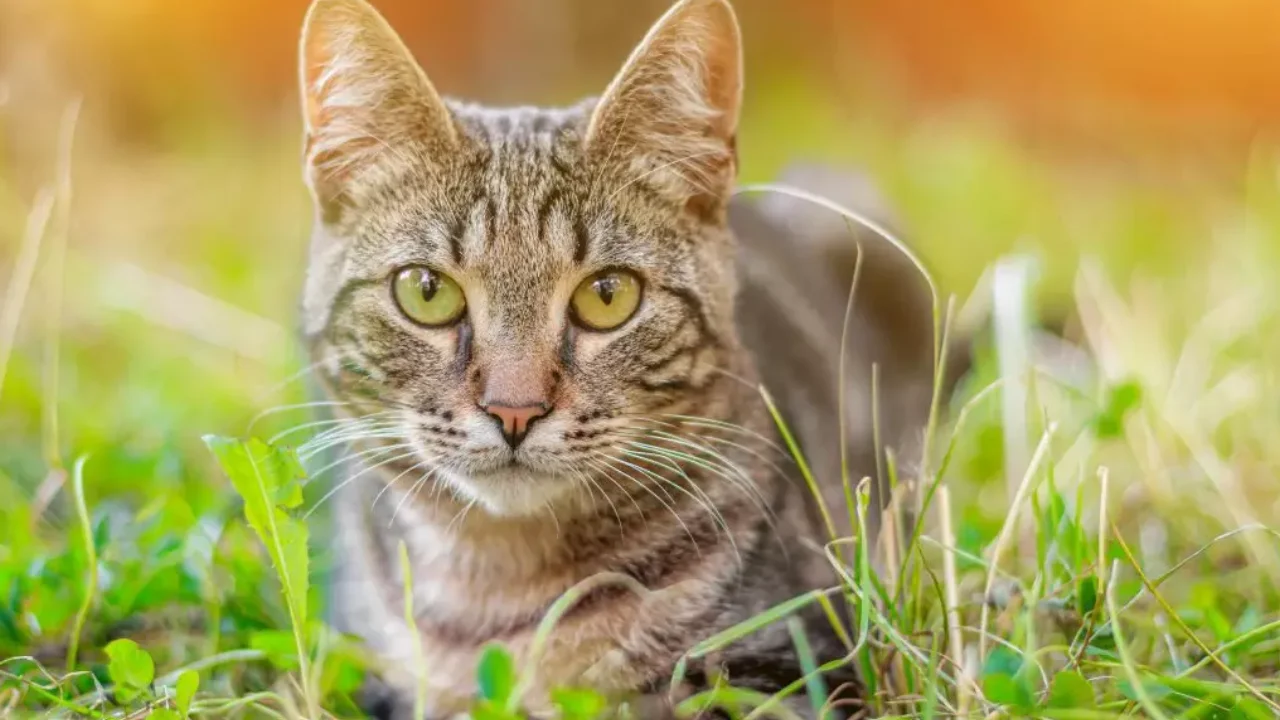 Gato de pelagem tigrada cinza e marrom, com olhos amarelo-esverdeados, deitado sobre a grama e olhando diretamente para a câmera. Gato de pelagem tigrada cinza e marrom, com olhos amarelo-esverdeados, deitado sobre a grama e olhando diretamente para a câmera.