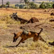 Militares do Exército Brasileiro conduzem cães de guerra durante atividade do Batalhão de Polícia do Exército.