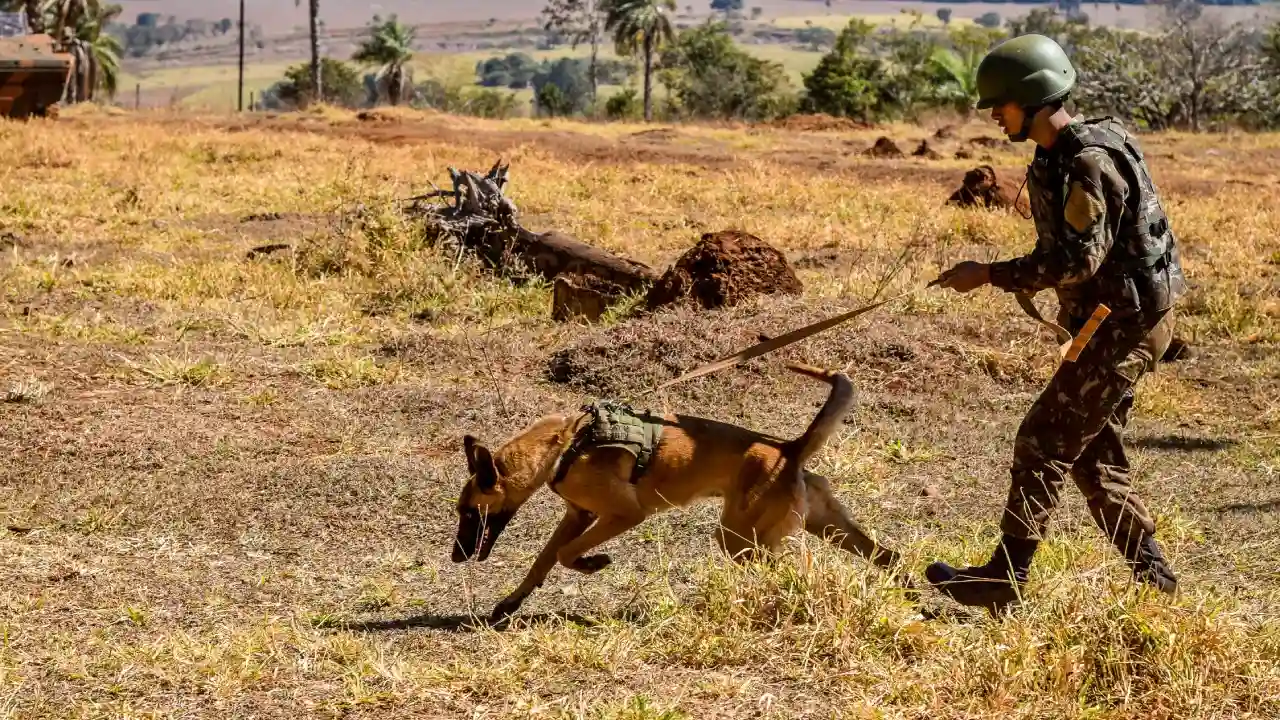 Militares do Exército Brasileiro conduzem cães de guerra durante atividade do Batalhão de Polícia do Exército.