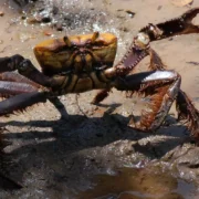 Caranguejo-uçá no manguezal durante período de defeso