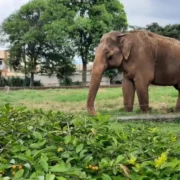 Elefante Sandro após transferência do zoológico de Sorocaba para santuário
