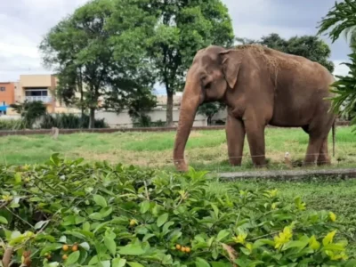 Elefante Sandro após transferência do zoológico de Sorocaba para santuário