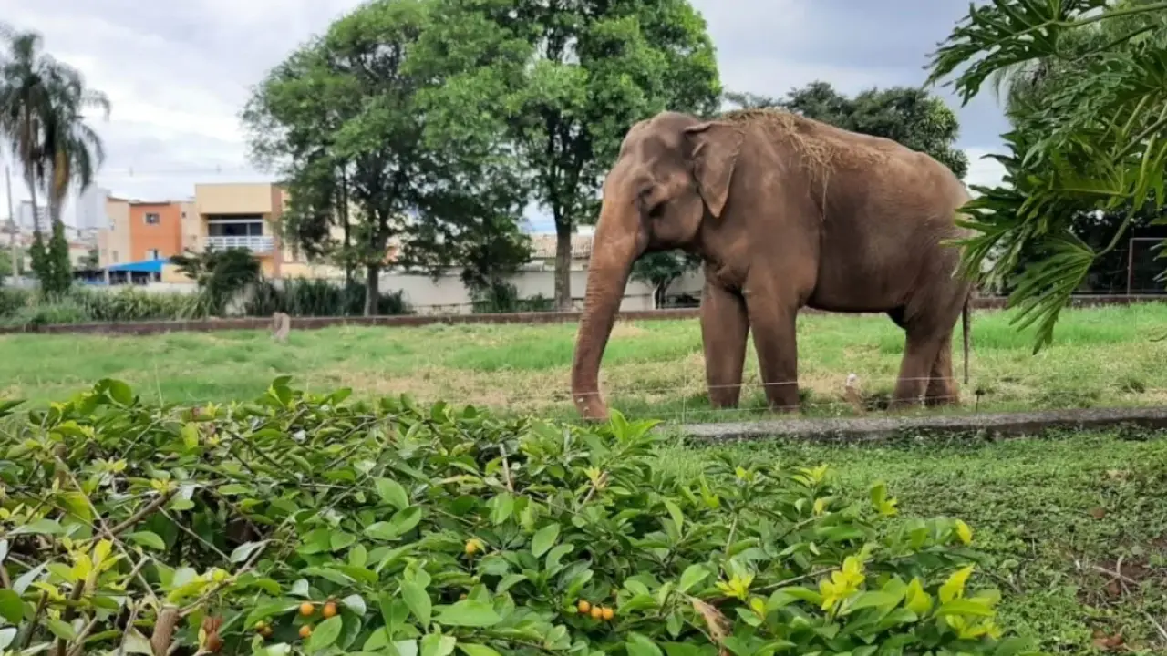 Elefante Sandro após transferência do zoológico de Sorocaba para santuário Elefante Sandro após transferência do zoológico de Sorocaba para santuário