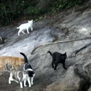 Gatos na Ilha Furtada, conhecida como Ilha dos Gatos, em Mangaratiba