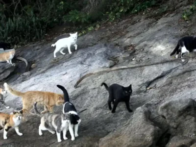 Gatos na Ilha Furtada, conhecida como Ilha dos Gatos, em Mangaratiba