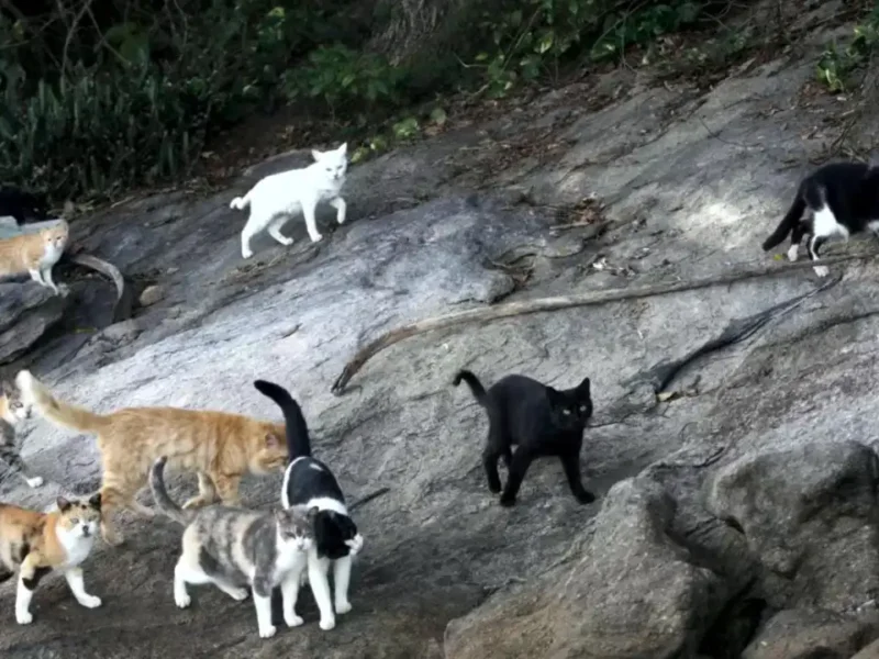 Gatos na Ilha Furtada, conhecida como Ilha dos Gatos, em Mangaratiba
