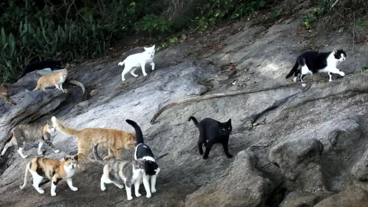 Gatos na Ilha Furtada, conhecida como Ilha dos Gatos, em Mangaratiba