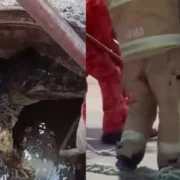 Jacaré-de-papo-amarelo é retirado de bueiro em condomínio de Itaipu, em Niterói