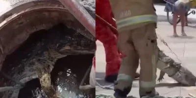 Jacaré-de-papo-amarelo é retirado de bueiro em condomínio de Itaipu, em Niterói