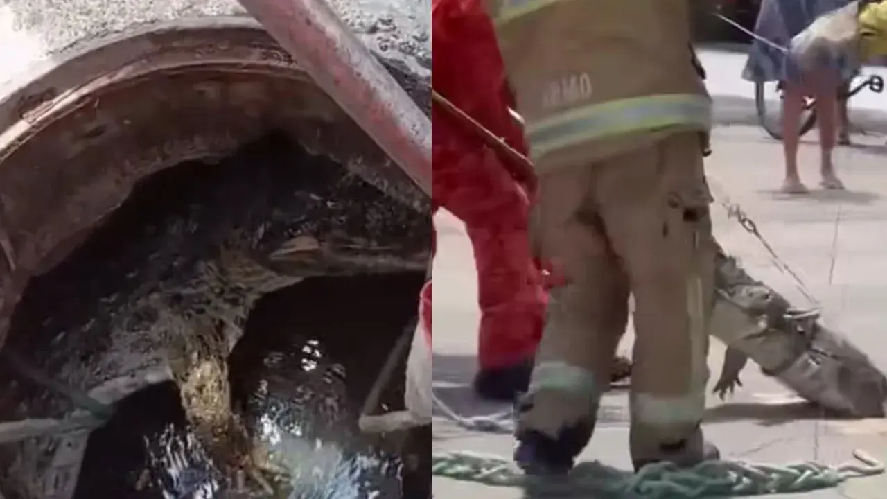 Jacaré-de-papo-amarelo é retirado de bueiro em condomínio de Itaipu, em Niterói
