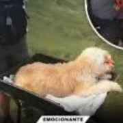 Menina sorri de olhos fechados enquanto abraça seu cachorro em uma área rural durante a luz suave do amanhecer.