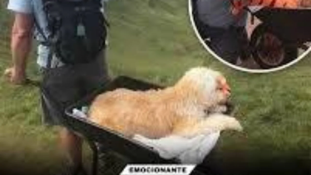 Menina sorri de olhos fechados enquanto abraça seu cachorro em uma área rural durante a luz suave do amanhecer.